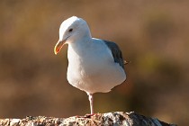 162 Californian Gull - Big Sur coast, California