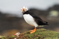 164 Puffin - Lunga Island, Internal Hebrides, Scotland