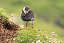 165 Puffin - Lunga Island, Internal Hebrides, Scotland