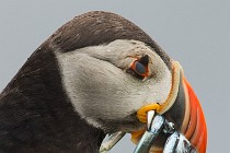 166 Puffin - Lunga Island, Internal Hebrides, Scotland