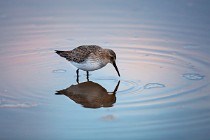 167 Dunlin - Circeo National Park, Italy