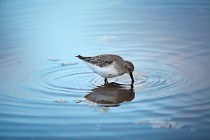 168 Dunlin - Circeo National Park, Italy