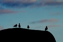 170 Common Gull - Iceland