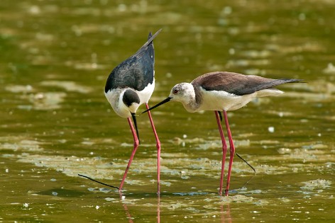 Shorebirds 1