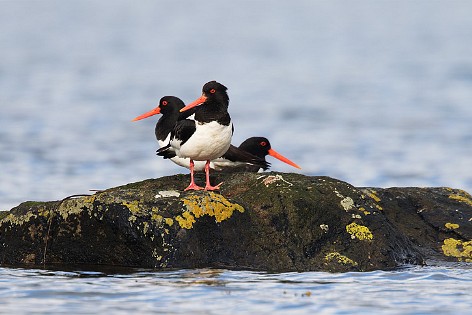 Shorebirds 4