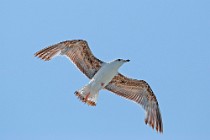 21 Gabbiano reale - Parco Nazionale del Circeo