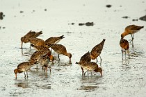 25 Pittime reali - Parco Nazionale del Coto Doñana, Spagna