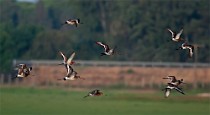 26 Pittime reali - Parco Nazionale del Coto Doñana, Spagna