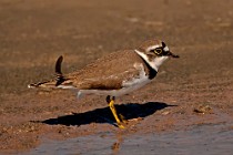 30 Corriere piccolo - Parco Nazionale del Circeo