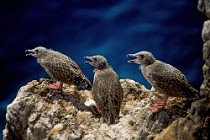 31 Pulli di Gabbiano reale - Isola di Santo Stefano, Parco Nazionale del Circeo