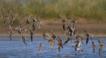 61 Piovanelli pancianera - Parco nazionale del Circeo