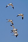 64 Avocette - Parco nazionale del Circeo