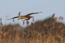 104 Tarabuso - Parco Nazionale del Circeo, Latina - (Bittern - National Park, Italy)