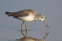 106 Pantana - Parco Nazionale del Circeo, Latina - (Greenshank - National Park, Italy)