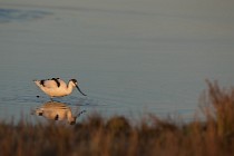 146 Avocetta - Parco  Nazionale del Circeo