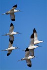 153 Avocette - Parco  Nazionale del Circeo