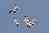 154 Avocette - Parco  Nazionale del Circeo