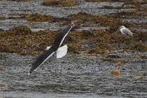 163 Mugnaiaccio, Isola di Mull, Scozia