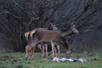 73 Deer - National Park of Abruzzo, Italy
