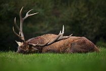 79 Deer - National Park of Abruzzo, Italy