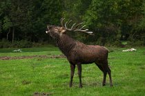 80 Deer - National Park of Abruzzo, Italy