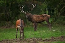 82 Deer - National Park of Abruzzo, Italy