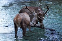 85 Deer - National Park of Abruzzo, Italy