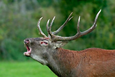 Moose, Deer and Reindeer 1