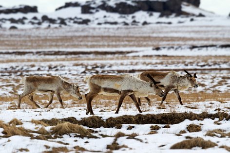 Moose, Deer and Reindeer 2