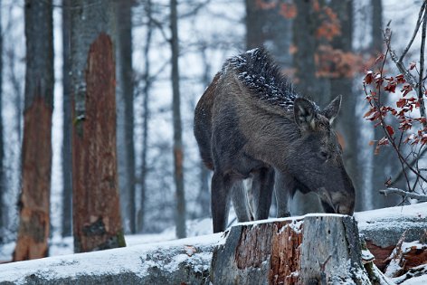 Moose, Deer and Reindeer 3