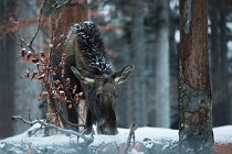 89 Alce  (CP) - Parco Nazionale della Bayerischer Wald - Baviera, Germania