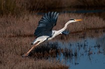 22 Grey Heron - National Park of Circeo, Italy