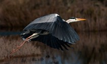 23 Grey Heron - National Park of Circeo, Italy