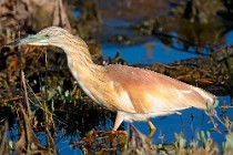 24 Squacco Heron - National Park of Circeo, Italy