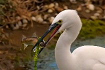 33 Little Egret - National Park of Circeo, Italy