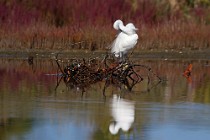 64 Little Egret - National Park of Circeo, Italy