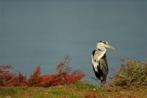 66 Grey Heron - National Park of Circeo, Italy