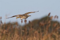 71 Bittern - National Park of Circeo, Italy