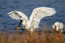 74 Spoonbills - National Park of Circeo, Italy