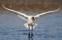 76 Spoonbill - National Park of Circeo, Italy