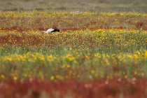 103 White stork - Entorno de Doñana, Spain