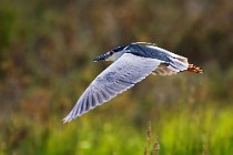 104 Night Heron - National Park of Coto Doñana, Spain