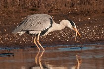 113 Grey Heron - National Park of Circeo, Italy