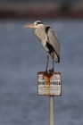 114 Grey Heron - Orbetello Lagoon, Italy