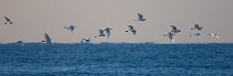 115 Little Egret - Torre Astura coast