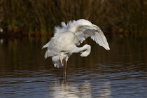 116 Great White Egret - National Park of Circeo, Italy