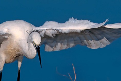 Herons and Storks  1