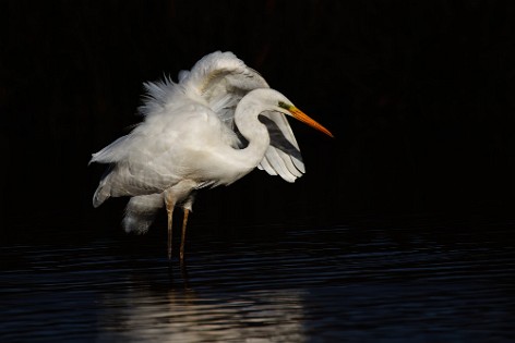 Herons and Storks 2