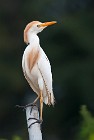 21 Airone Guardabuoi - Parco Nazionale del Coto Doñana, Spagna