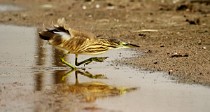 23 Sgarza ciuffetto - Parco Nazionale del Circeo, Latina